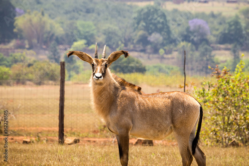 Roan Antelopes Standing in Fenced Area, Swaziland, Africa