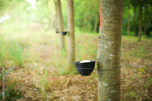 Rubber Latex extracted from rubber tree , (Hevea Brasiliensis) as a source of natural rubber