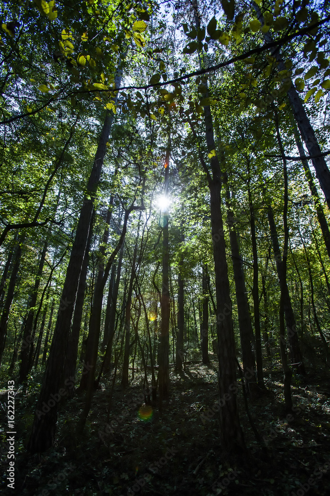 sun rays in green forest