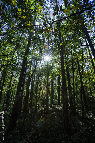 sun rays in green forest © babaroga