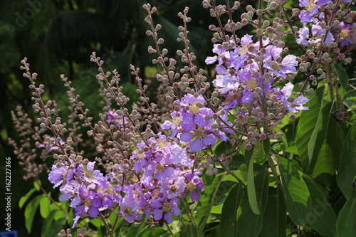 Lagerstroemia flowers