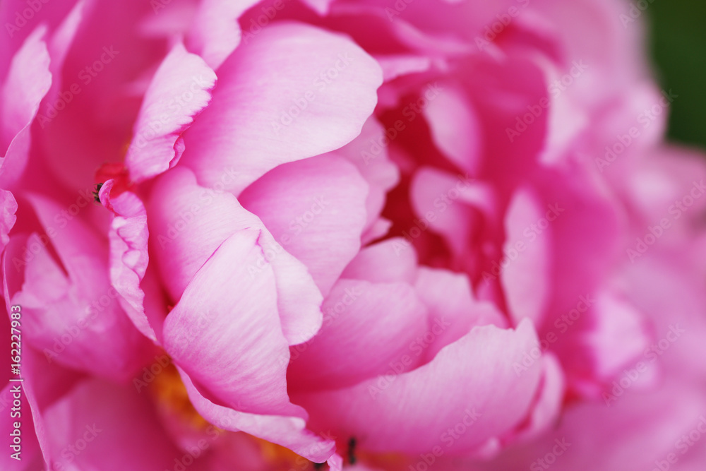 Obraz premium Lush pink peony close-up