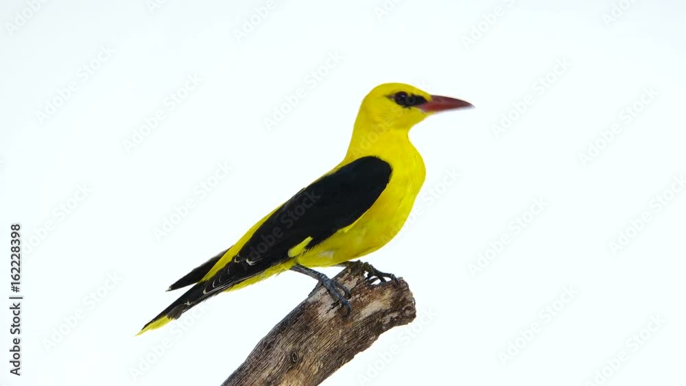 Eurasian Golden Oriole (Oriolus oriolus) isolated on a white background Eurasian Golden Oriole (Oriolus oriolus) isolated on a white background