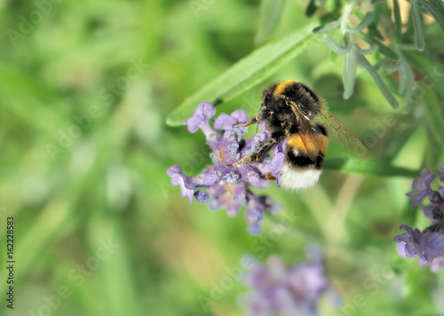 bourdon sur fleur de lavande