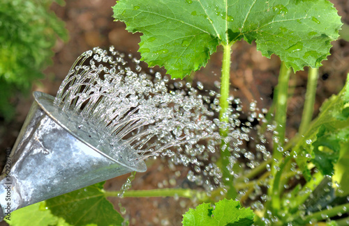 eau sortant de la pomme d'un arrosoir devant feuillage de légumes