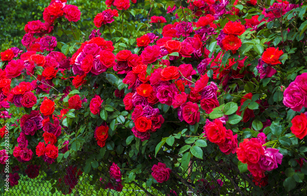 Roses. Natural background, roses. Natural red roses background