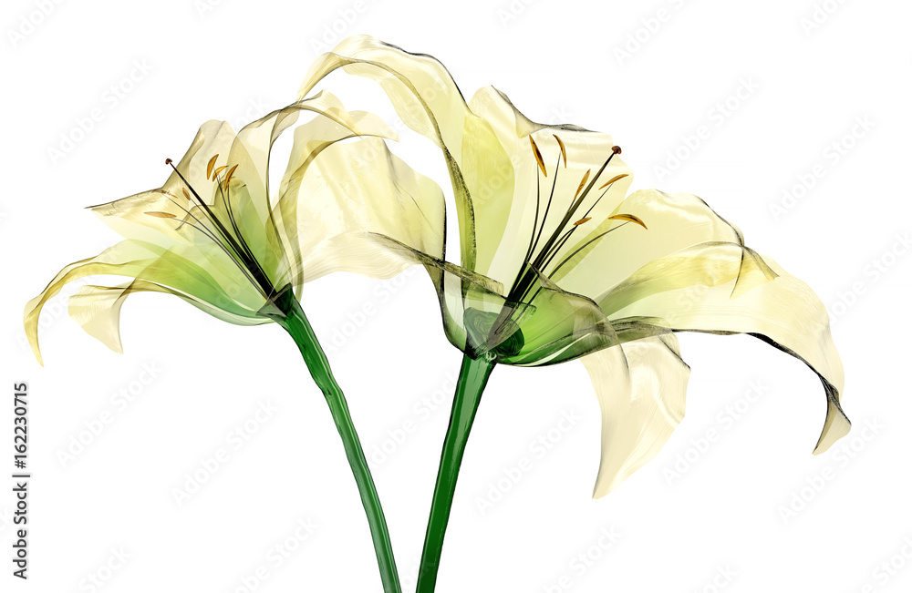 Naklejka szklany kwiat na białym tle, kwiat lilii