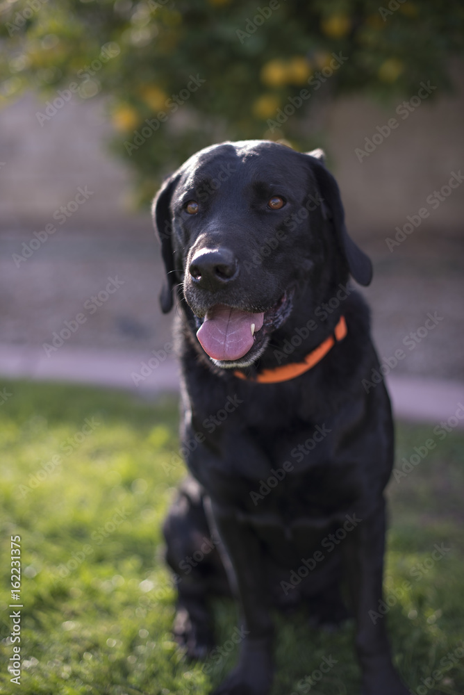 Black Male Lab