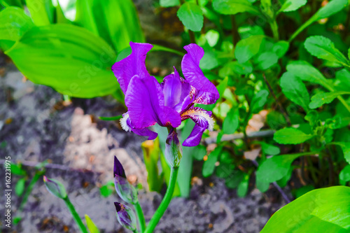Fototapeta Naklejka Na Ścianę i Meble -  Spring landscape. Flower garden iris light purple color on the background of the earth and green leaves