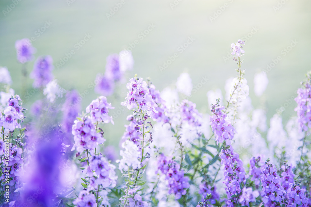 Fototapeta premium flowers (salvia officinalis) in the garden