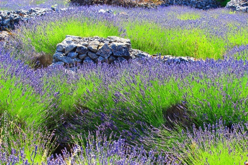 Lavender and dry stone on Island Hvar in Croatia photo
