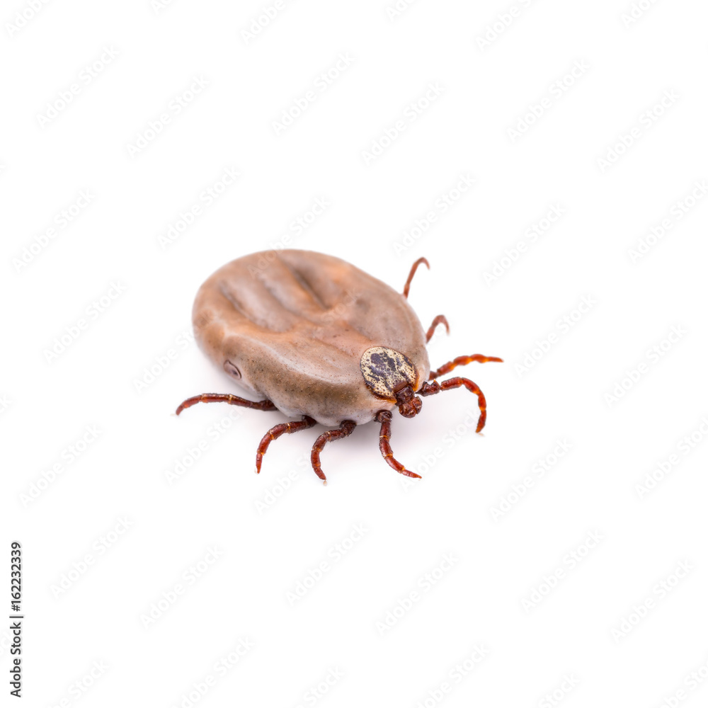 Lyme Disease or Encephalitis Virus Infected Tick Isolated on White Lyme Disease or Encephalitis Virus Infected Tick Isolated on White