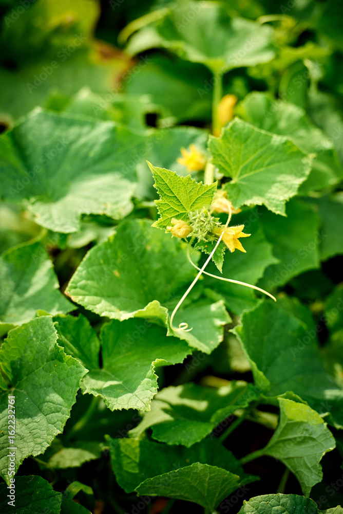 Blooming cucumber flowers in the garden Blooming cucumber flowers in the garden