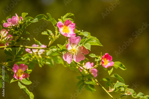 Beautiful wild rose bush blooming in a meadow in summer