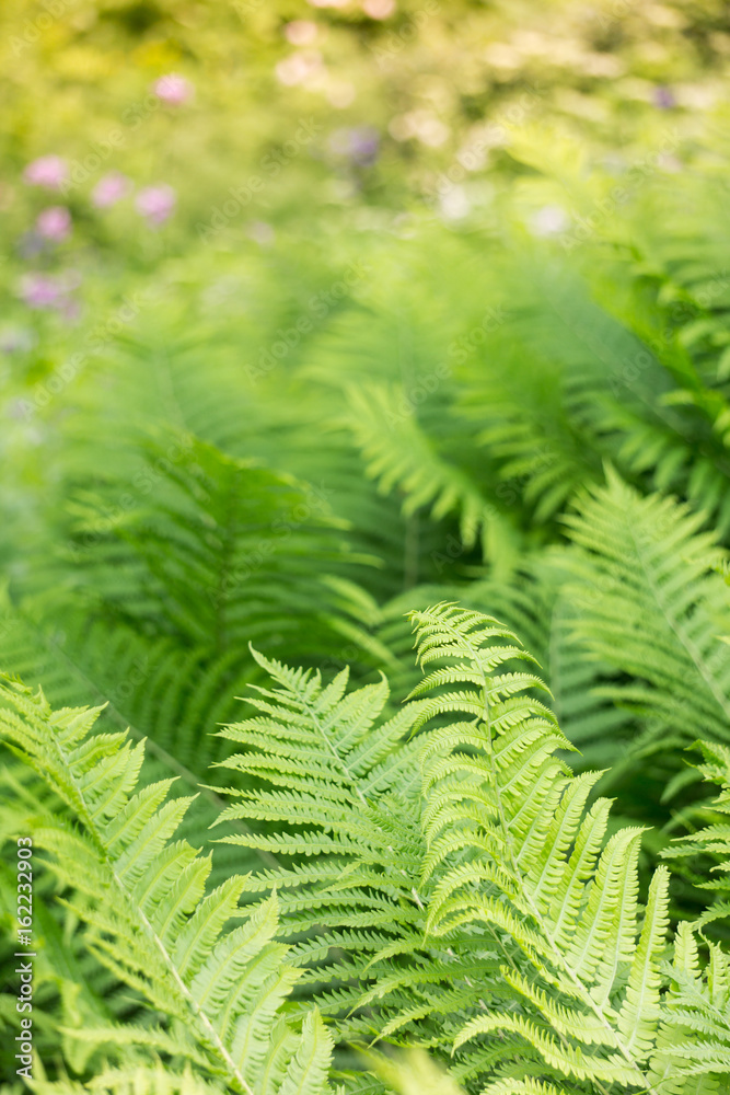 Green fern leaves on Midsummer in forest: Latvian nature during Ligo celebration Green fern leaves on Midsummer in forest: Latvian nature during Ligo celebration