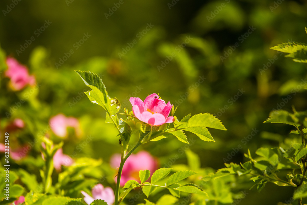 Beautiful wild rose bush blooming in a meadow in summer