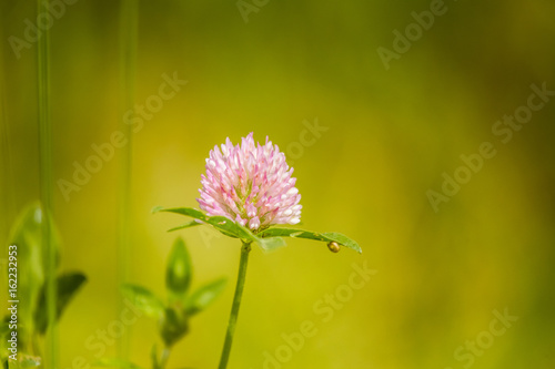 A beautiful, vibrant red clover flower in a meadow. Sunny summer day.
