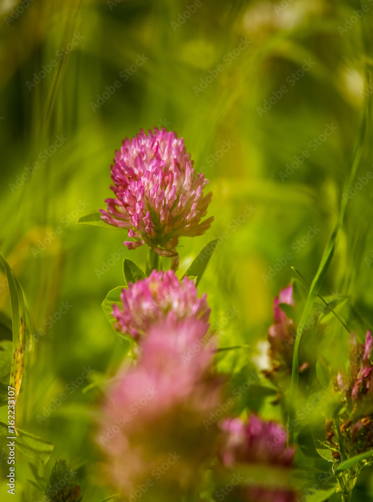 A beautiful, vibrant red clover flower in a meadow. Sunny summer day.