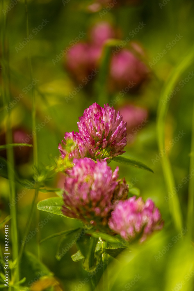 A beautiful, vibrant red clover flower in a meadow. Sunny summer day.