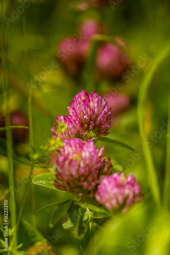 A beautiful  vibrant red clover flower in a meadow. Sunny summer day.