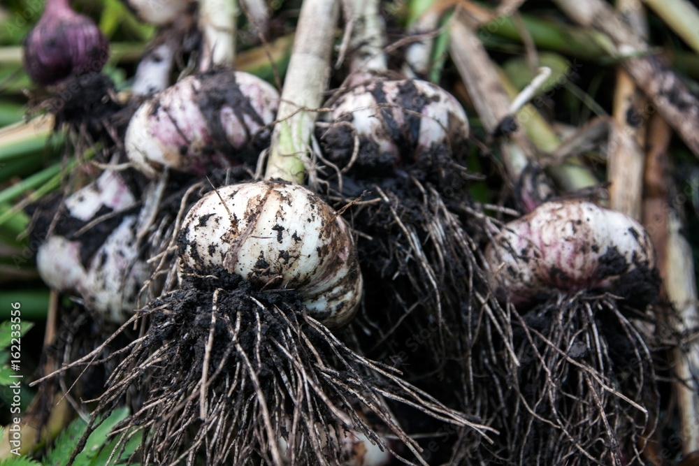 the fresh garlic which is dug out of a garden bed the fresh garlic which is dug out of a garden bed