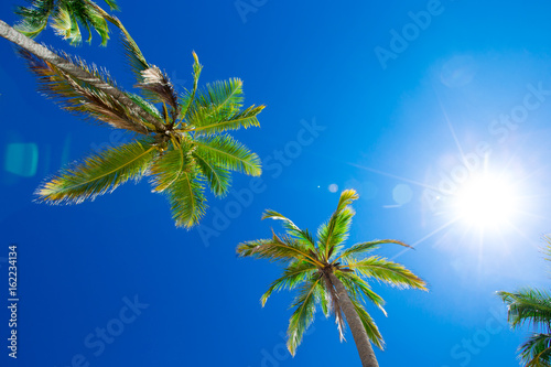 Coconut palm trees, beautiful tropical background