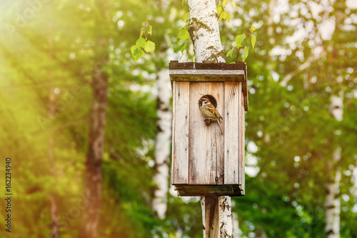Fototapeta Caring for the environment: the sparrow sits on the perch of a birdhouse made by people and placed in a city park to support the population of birds in the city