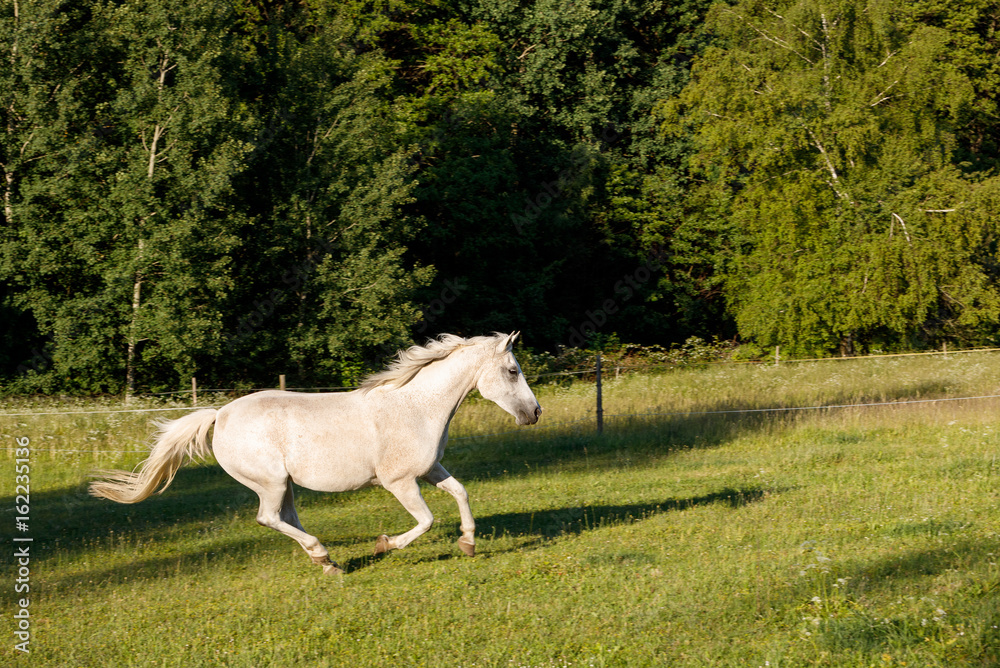 white horse running in spring pasture meadow white horse running in spring pasture meadow