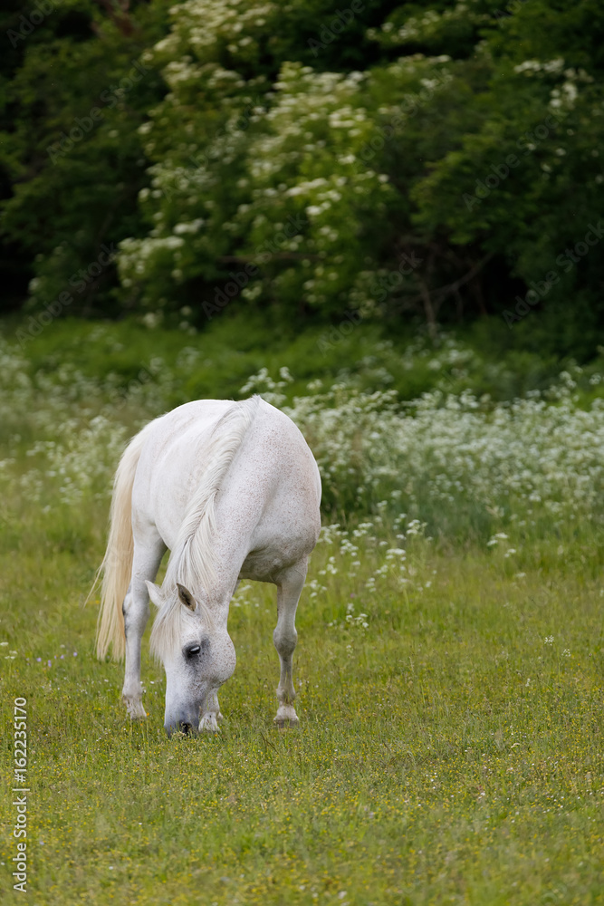 Fototapeta premium white horse is grazing in a spring meadow