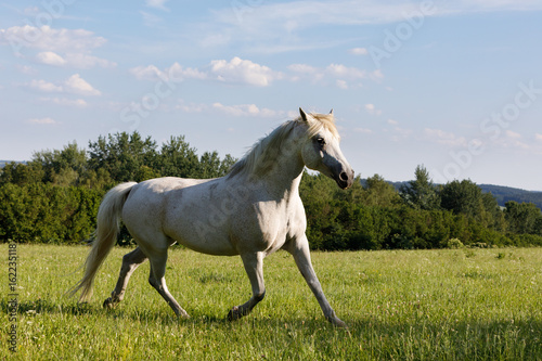 white horse running in spring pasture meadow © ArtushFoto