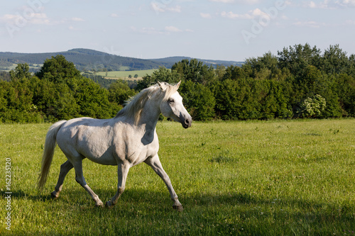 white horse running in spring pasture meadow © ArtushFoto