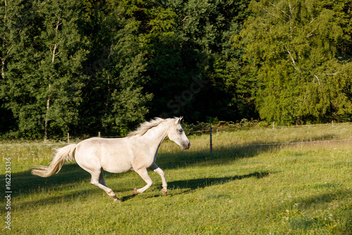 white horse running in spring pasture meadow