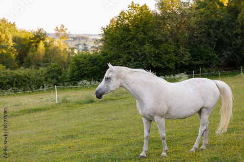 white horse is grazing in a spring meadow