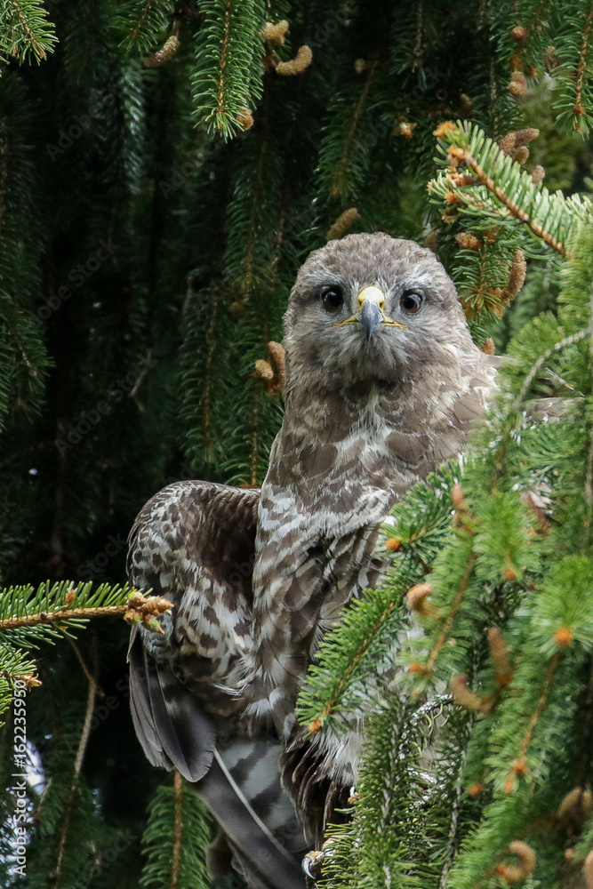 Fototapeta premium Scharfer Blick 