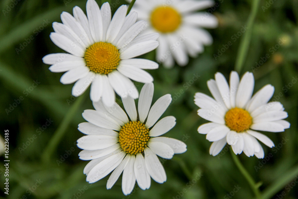 Daisies Daisies