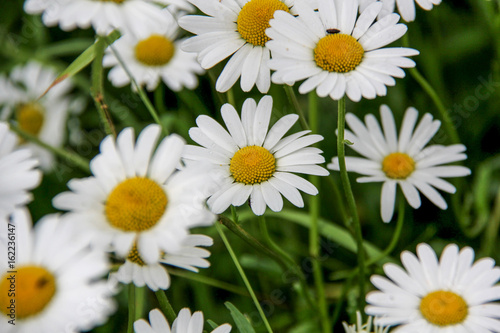 Daisies