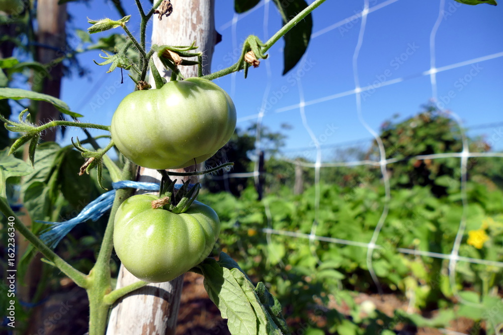 Unripe tomatoes in garden - close up