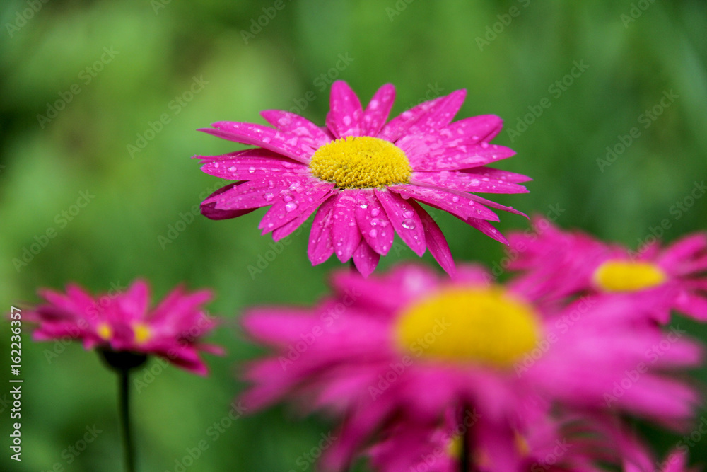 pink Daisies with rain drops and Dew pits pink Daisies with rain drops and Dew pits