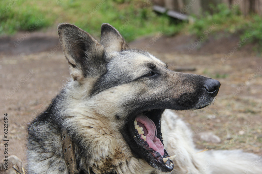 German Shepherd Dog face portret