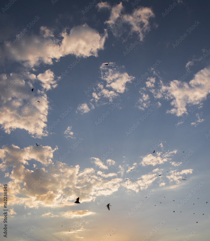 Bats in flight at sunset