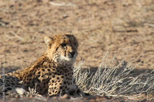 Photography Cheetah