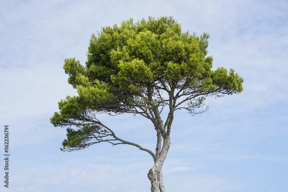 Fototapeta premium tree