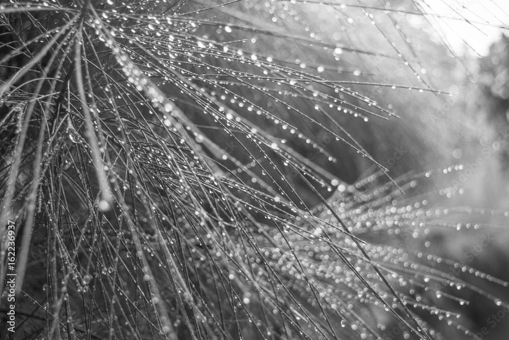 Rain drops on pine needles close up black and white