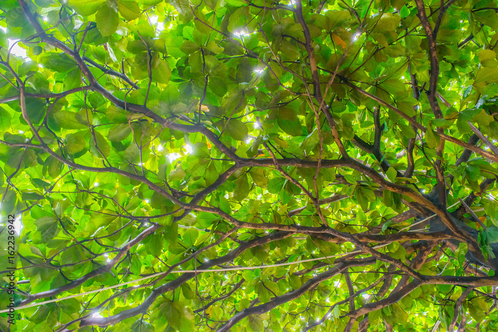 Green crown of tropical tree