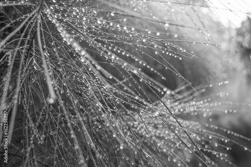 Obraz na płótnie Rain drops on pine needles close up black and white w salonie