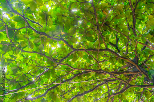 Green crown of tropical tree