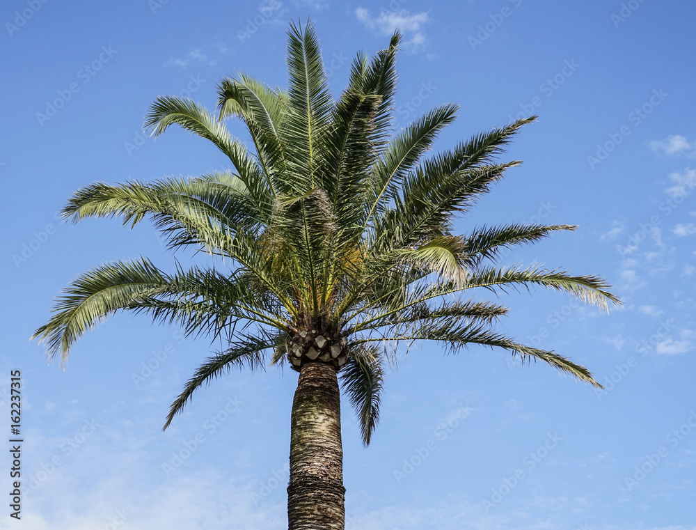 Fototapeta premium palm tree