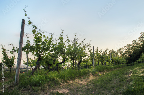 italian vineyard in spring, cultivated field with copy space