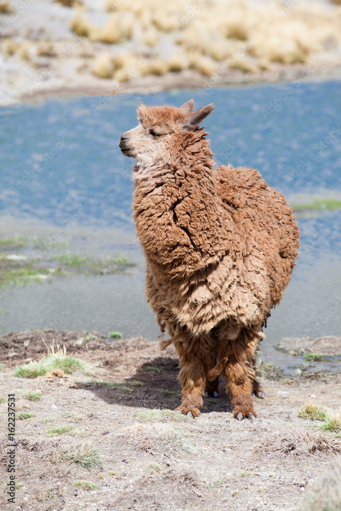 Obraz premium lamas in Andes,Mountains, Peru