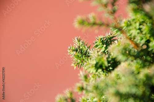 Small pine tree leaf